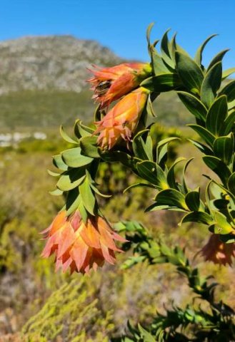 Liparia splendens unequal droop